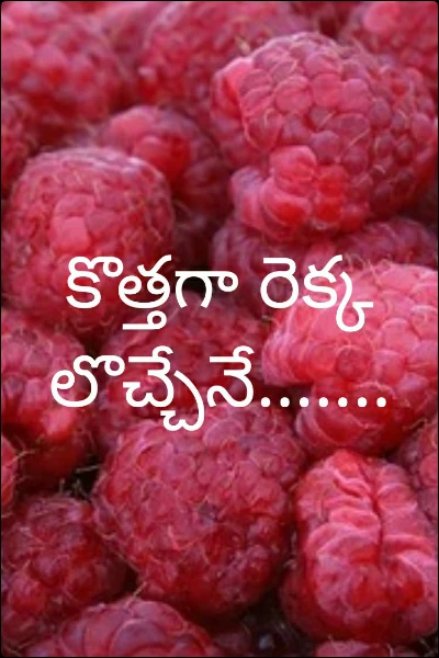 కొత్తగా రెక్కలొచ్చేనే.......