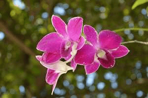 ಪ್ರೀತಿಯೊ ಪ್ರೇಮವೊ ಸ್ನೇಹವೊ (ಸಮಗ್ರ)