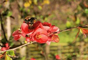 कोजागिरी पौर्णिमा ,(वादळ