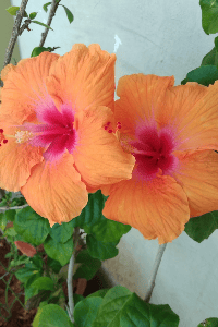 ಲೇಖನಗಳು