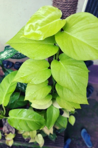 നിങ്ങളോട് - 1🌹