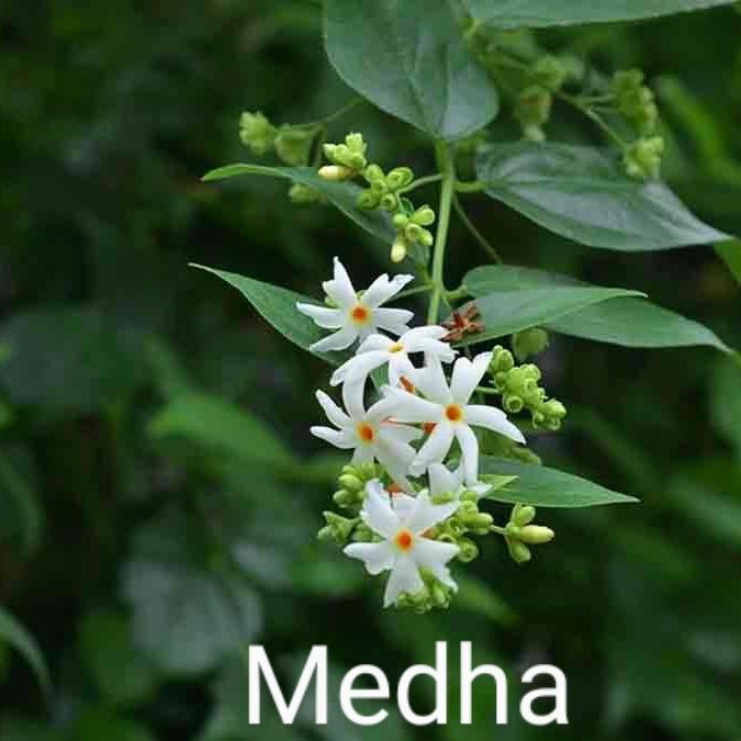 ले चल मुझे भुलावा देकर