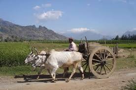 రాచ పల్లి కథలు