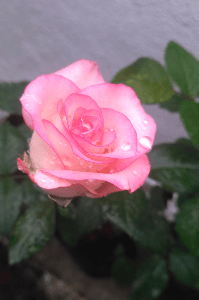 प्रेमाची कबुली