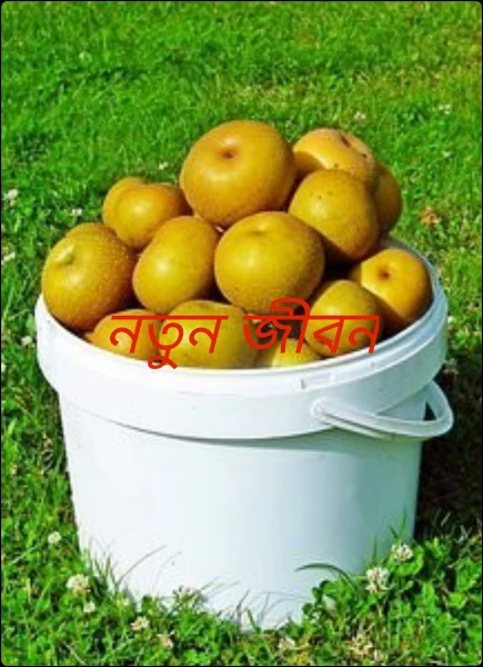 নতুন জীবন