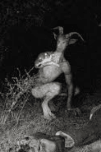 അജ്ഞാത ജീവിയും അന്വേഷകയും