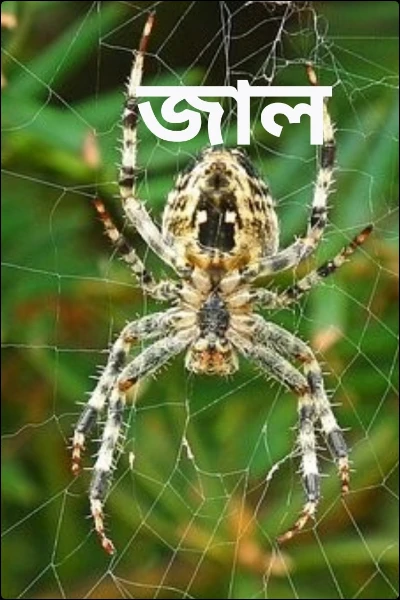 জাল