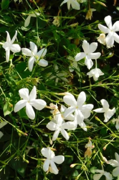 നന്ദാവനം