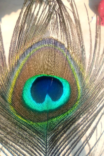 સ્પર્ધા , "પ્રેમાધુરાશનુ સપનું"