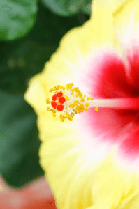 खुलता कळी खुलेना