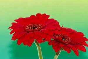 ದೈನಿಕ ವಿಷಯಾಧಾರಿತ ಕಥೆಗಳು