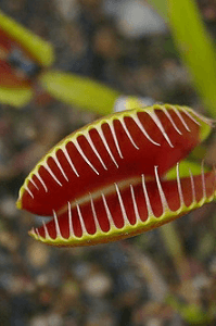 মাংসাশী