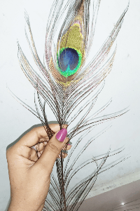 ನವಿಲುಗರಿ