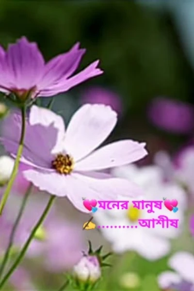 💘মনের মানুষ💘
