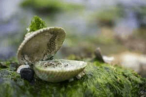 మనోహరం