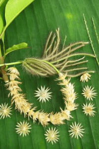 🍃🌼ഇലഞ്ഞിപ്പൂവ്.. 🌼🍃