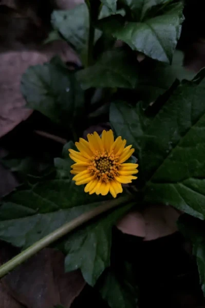 অণুগল্পের ঝুড়ি 🌸