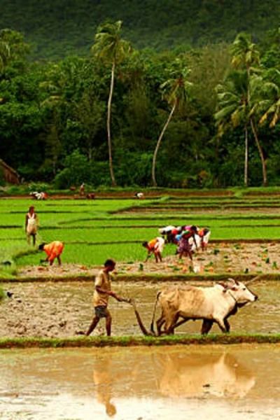 வெள்ளாமை வந்தாச்சு...