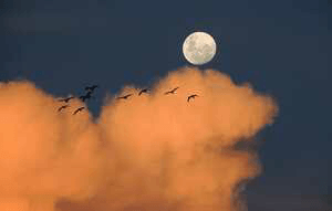 ਹਰਫ਼ਾਂ ਦੇ ਹਸਤਾਖ਼ਰ