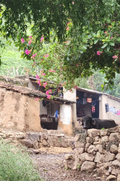 સૌરાષ્ટ્રમાં આહીરનો નેસડો