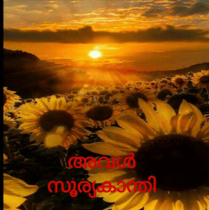 അവൾ  സൂര്യകാന്തി