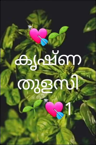 💘🌱കൃഷ്ണ തുളസി 🌱💘1